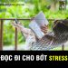 Dành cho tất cả những ai đang gặp stress trong cuộc sống, hóa giải ngay đánh bay phiền muộn