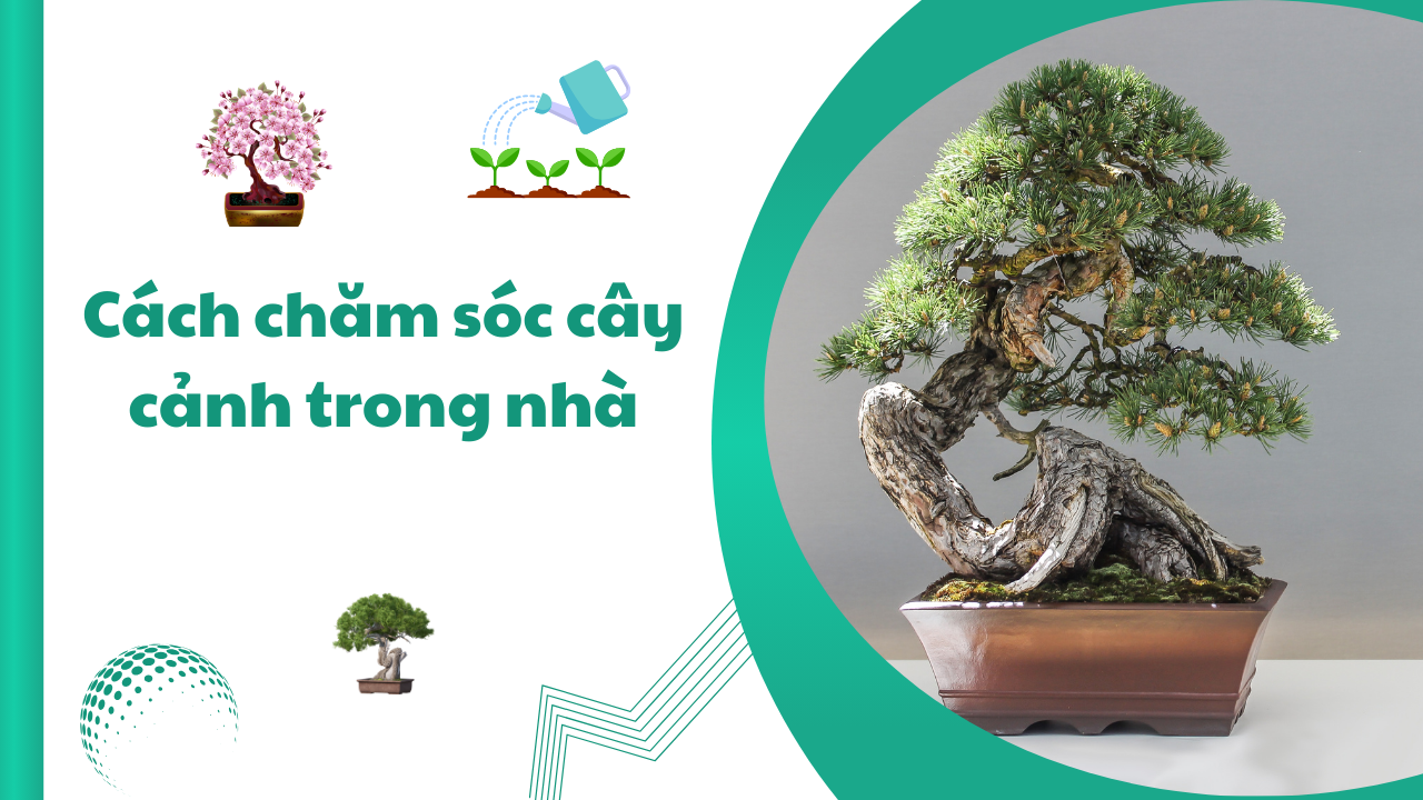 Cách chăm sóc cây cảnh trong nhà