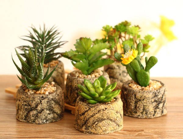 đặt cây xương rồng trên bàn làm việc