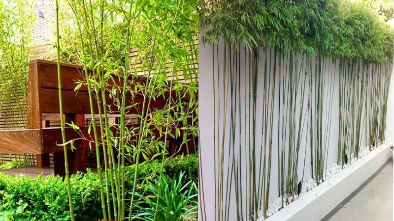 trồng cây gì trước sân