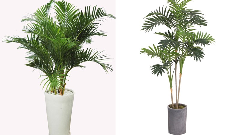 trồng cây gì trước sân
