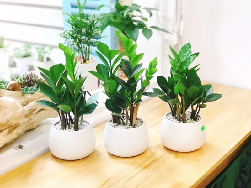 Vật phẩm phong thủy